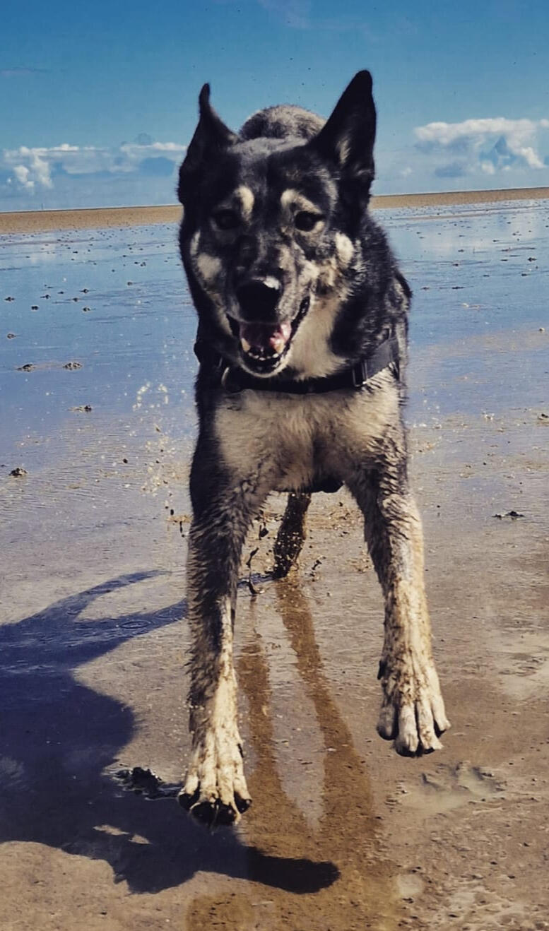 Escapades chien